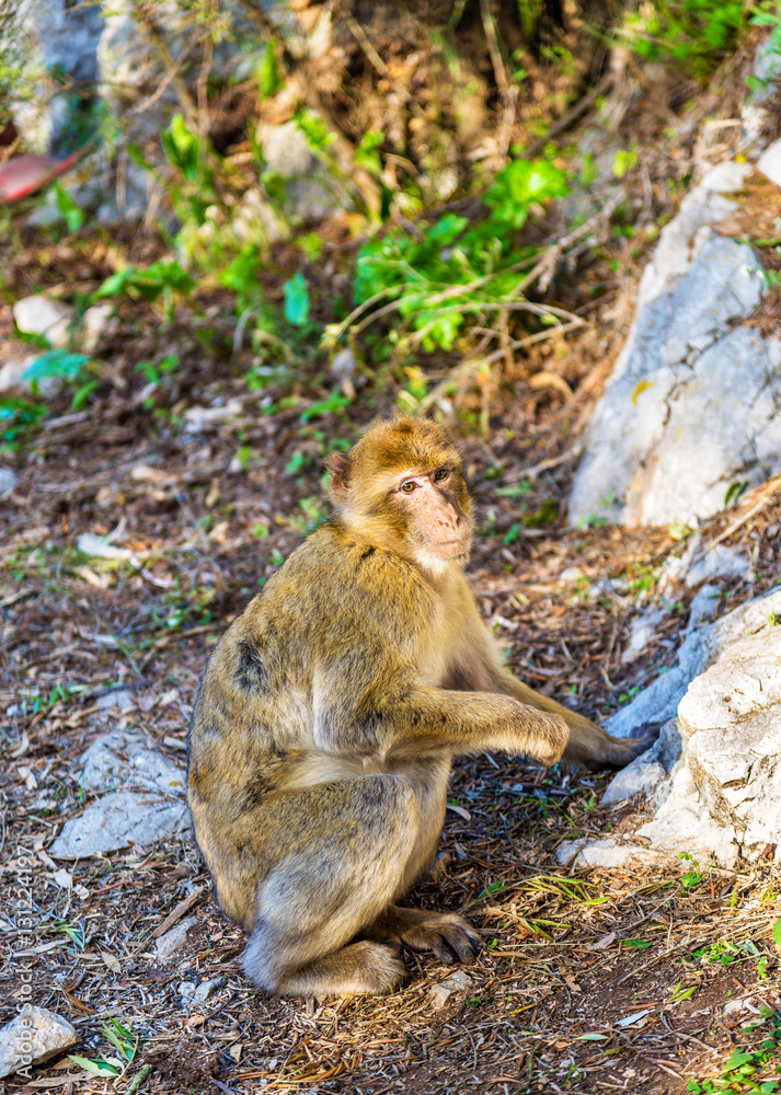 Barbary macaque at the Upper Rock of Gibraltar