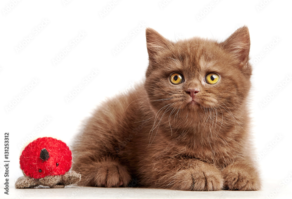 brown british short hair kitten