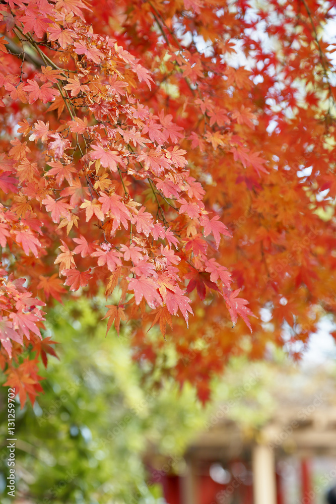 紅葉