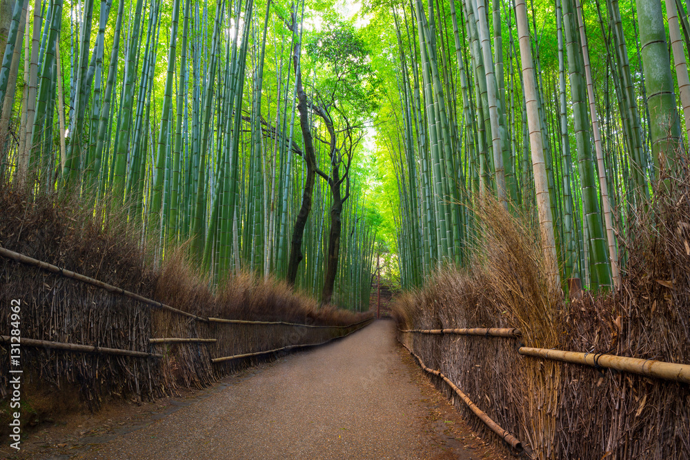 Bamboo forest of Arashiyama near Kyoto, Japan