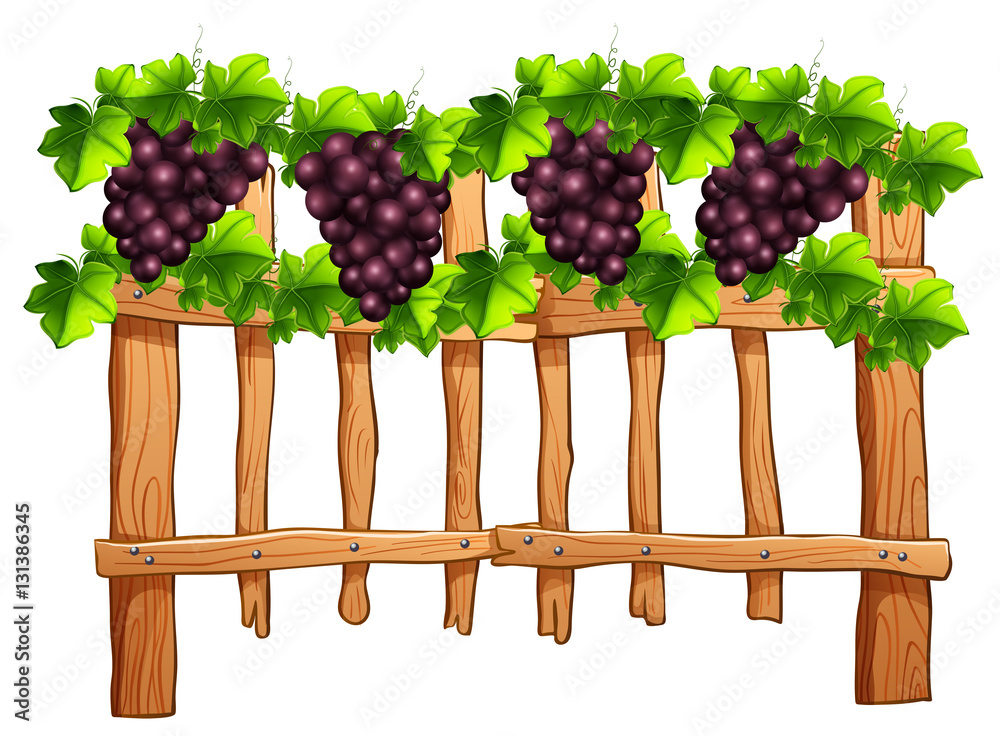 Fence design with grapes