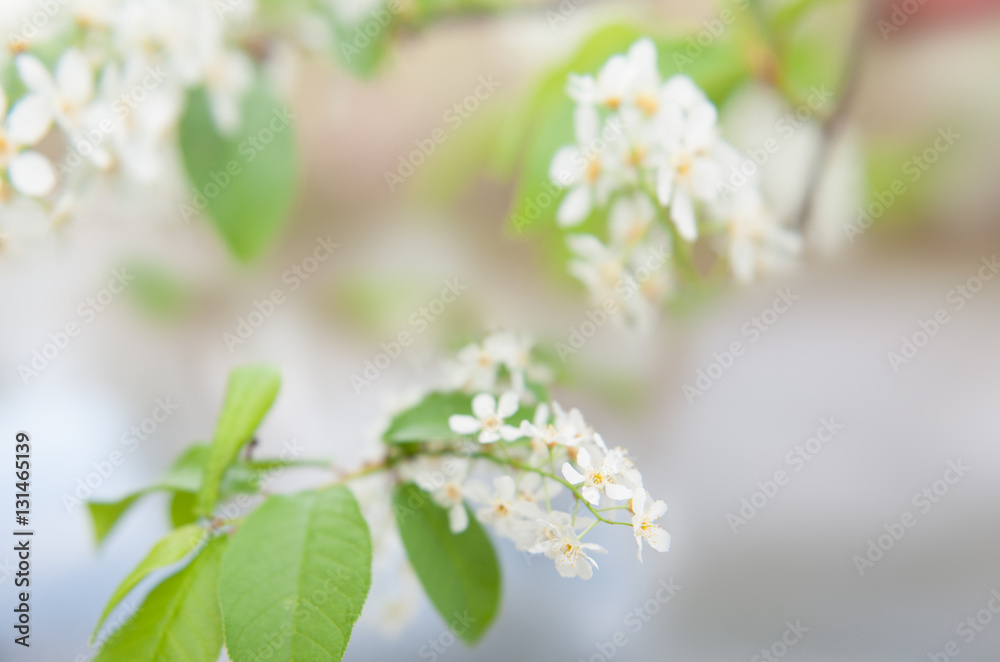 lilac branch with foliage and forest in the background