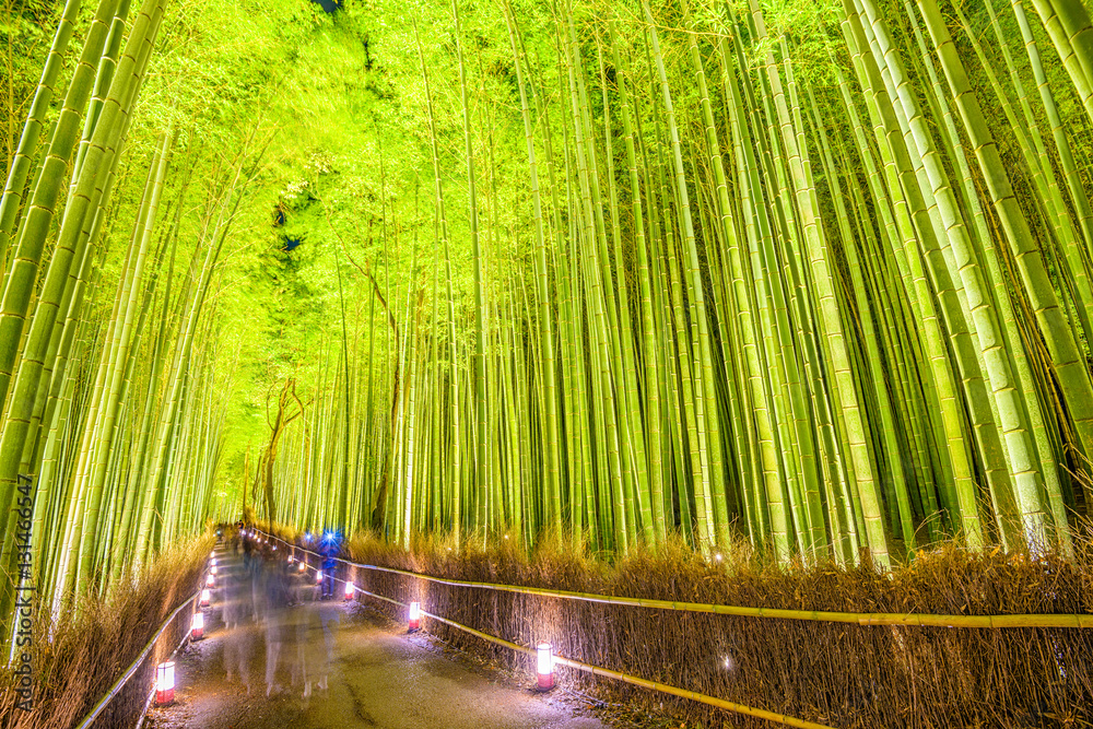 Bamboo Forest of Kyoto