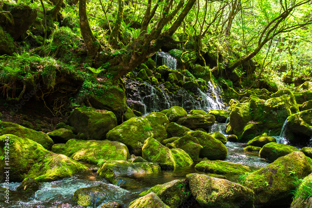 苔生した石たちがある光景