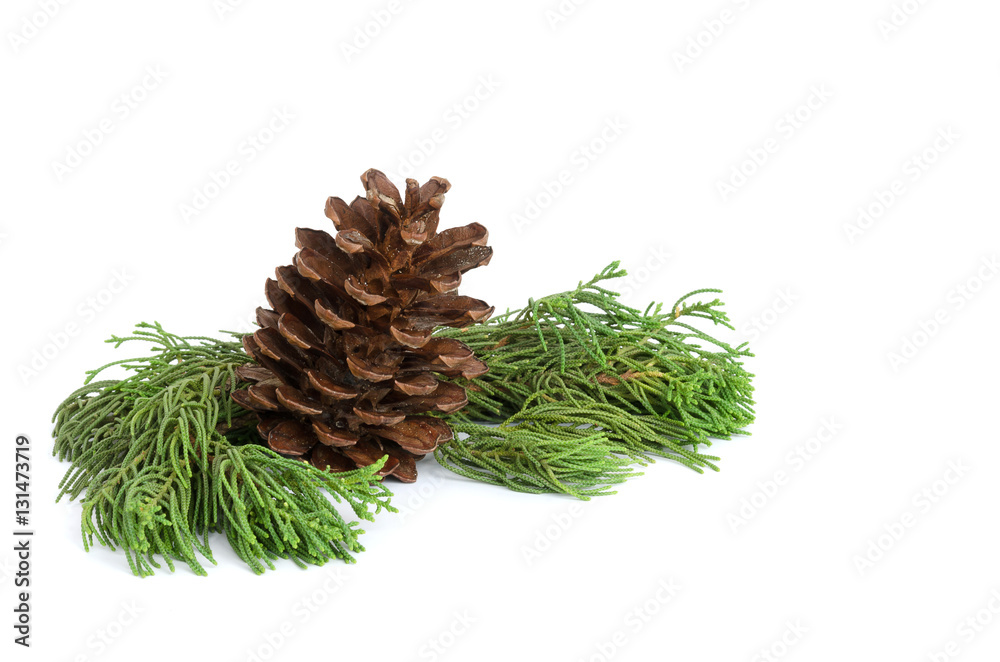 Closeup photo  pine cone and branch isolated on white