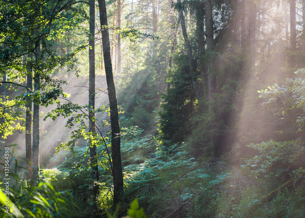 Sunrays crossing  misty forest