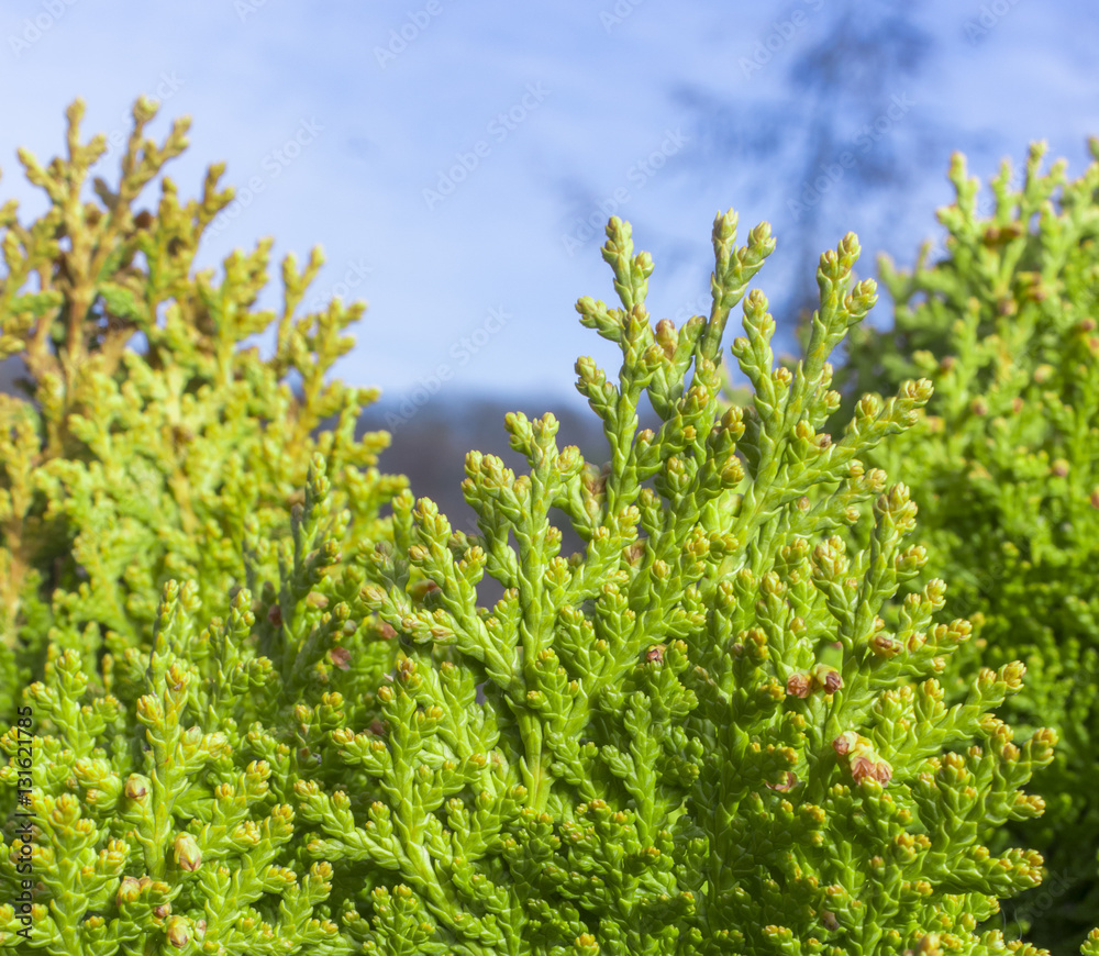 Top of Chinese Arborvitae Plant,Beam Light on The Background