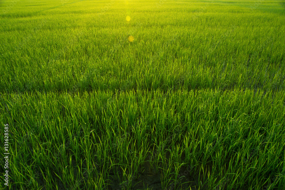 Rice Field in Morning with Natural Golden Sunbeam and Droplet on leaf, Soft Focus and Depth of field