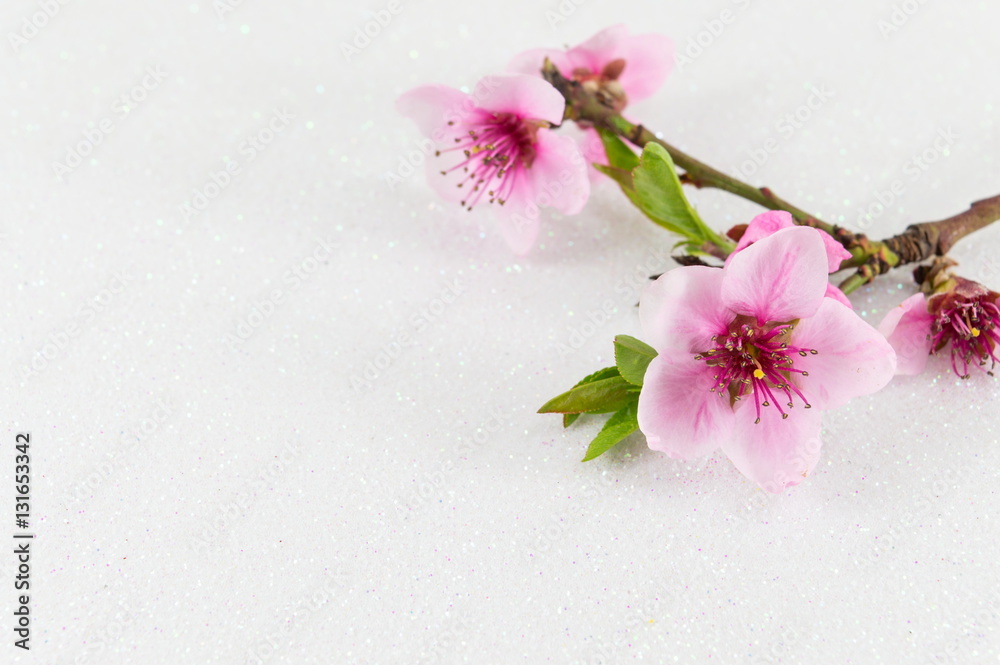 Two cherry blossom flowers on white