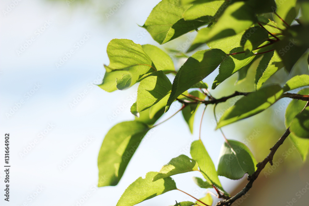 Young apricot leaves in spring. Apricot tree branch 