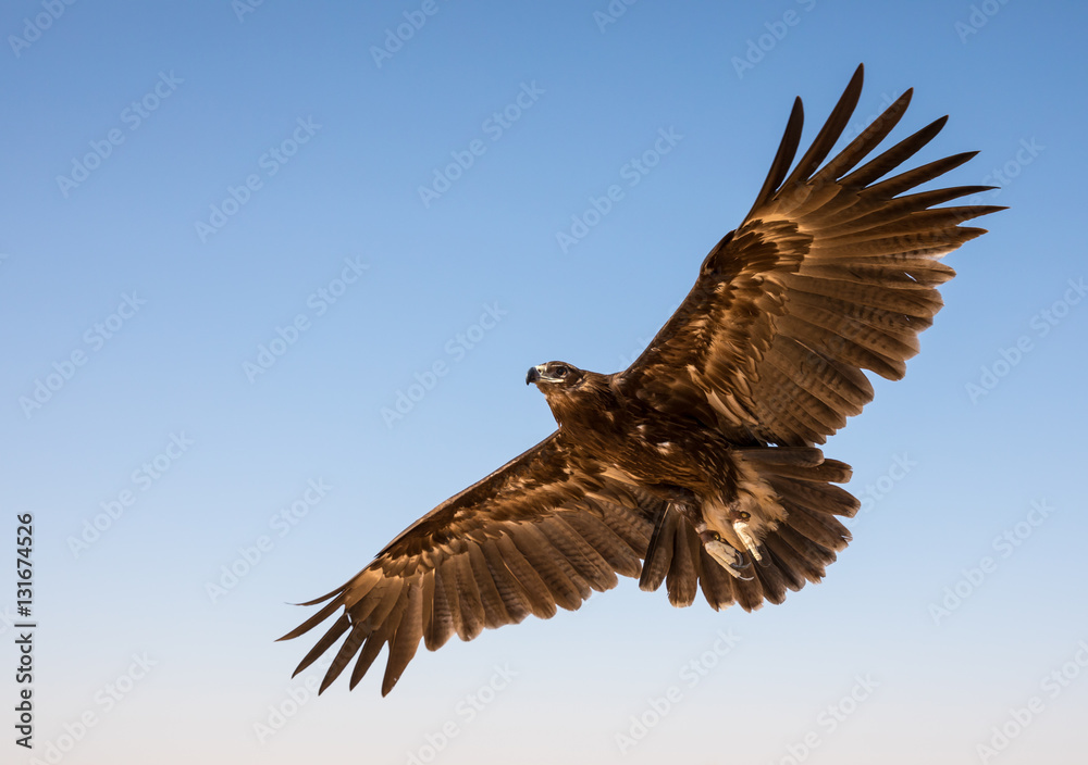 Greater spotted eagle (Clanga clanga) mid-flight during a desert falconry show in Dubai, UAE.