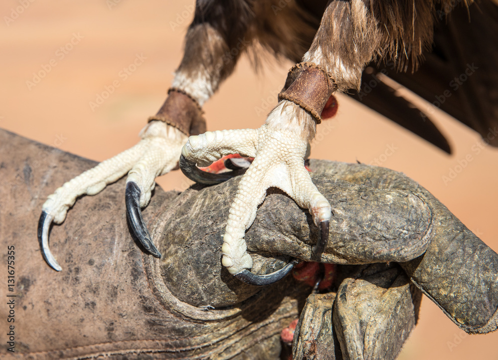 Sharp talons of a greater spotted eagle (Clanga clanga) during a desert falconry show in Dubai, UAE.