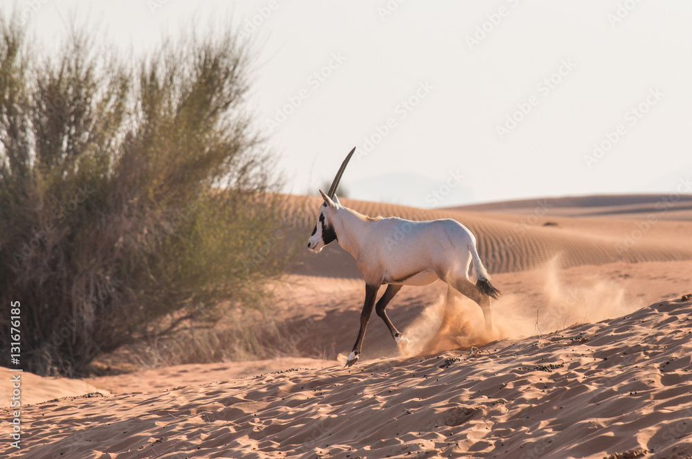 Arabian oryx (Oryx leucoryx) in the desert after sunrise. Dubai, United Arab Emirates.