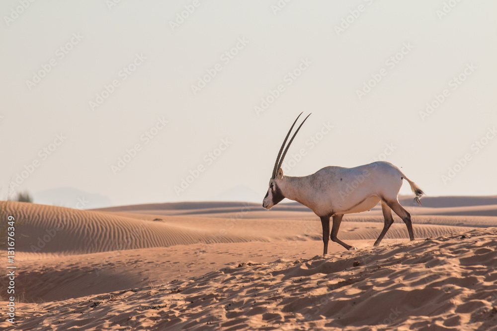 Arabian oryx (Oryx leucoryx) in the desert after sunrise. Dubai, United Arab Emirates.