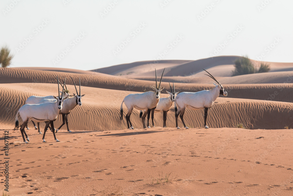 Arabian oryx (Oryx leucoryx) in the desert after sunrise. Dubai, United Arab Emirates.