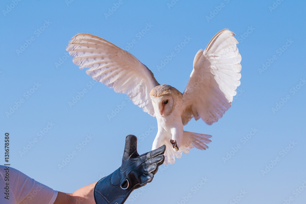 Barn owl (tyto alba) during a desert falconry show in Dubai, UAE.