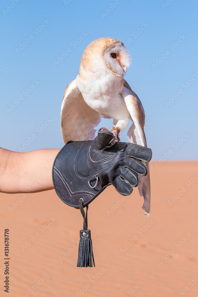 Barn owl (tyto alba) during a desert falconry show in Dubai, UAE.