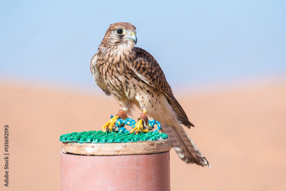 Portrait of a common kestrel (Falco tinnunculus) in Dubai Desert Conservation Centre. Dubai, UAE.