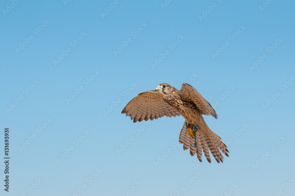 Portrait of a common kestrel (Falco tinnunculus) in Dubai Desert Conservation Centre. Dubai, UAE.