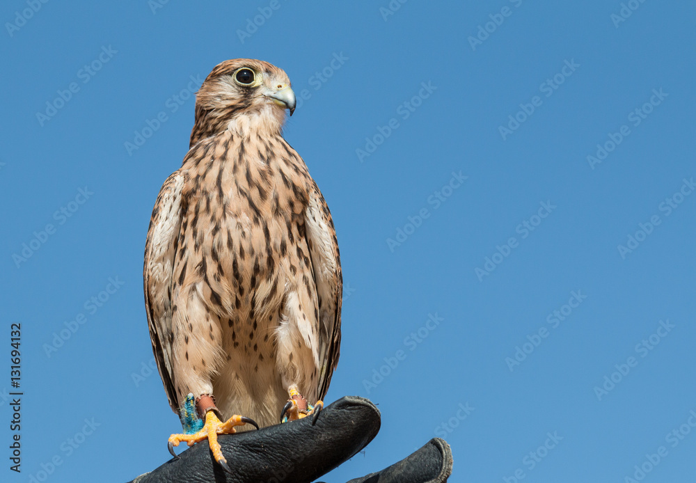 Portrait of a common kestrel (Falco tinnunculus) in Dubai Desert Conservation Centre. Dubai, UAE.