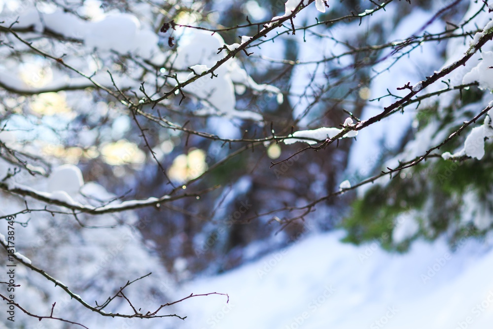 Winter landscape.