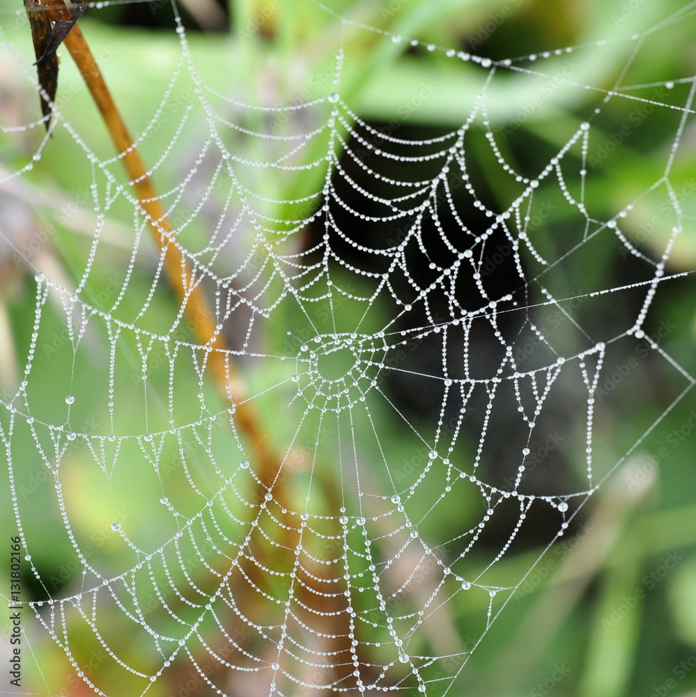 Dewdrops in a spiders web