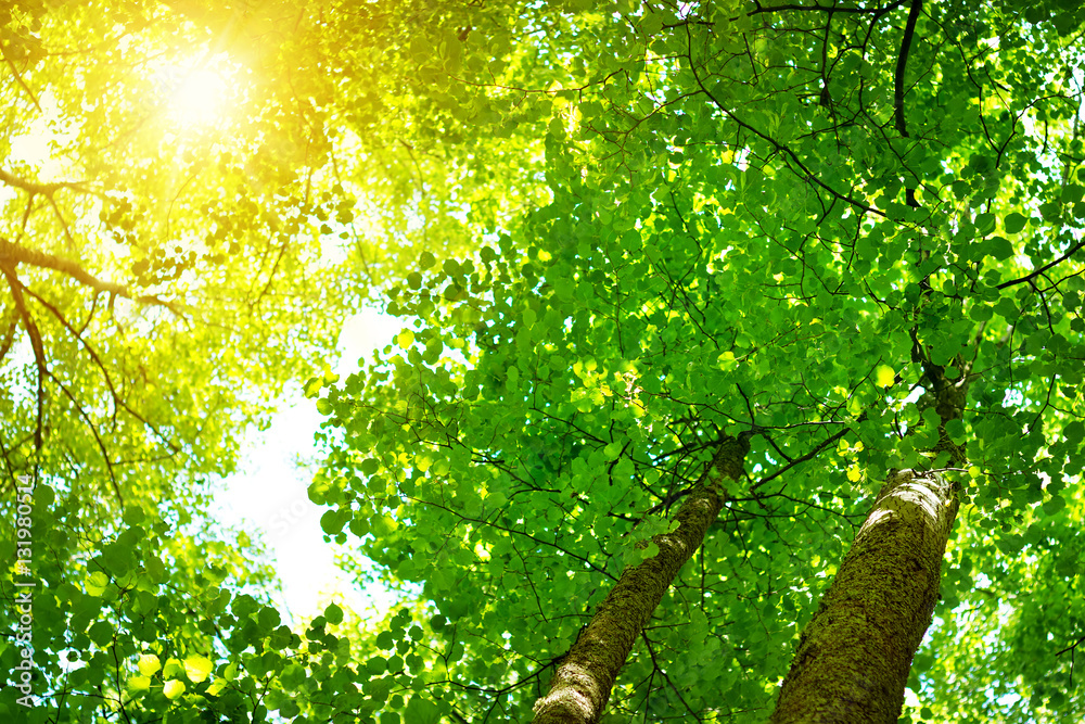 tree foliage at park in morning light with sunlight. Green leaves in the forest in summer