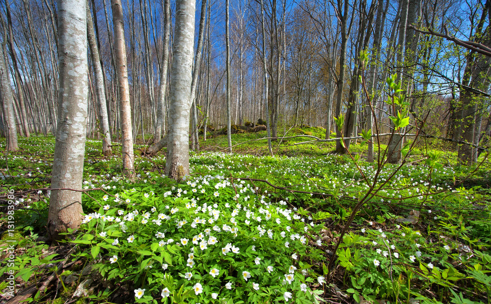 Wood with white spring flowers and sunrays. Forest landscape on sunny day