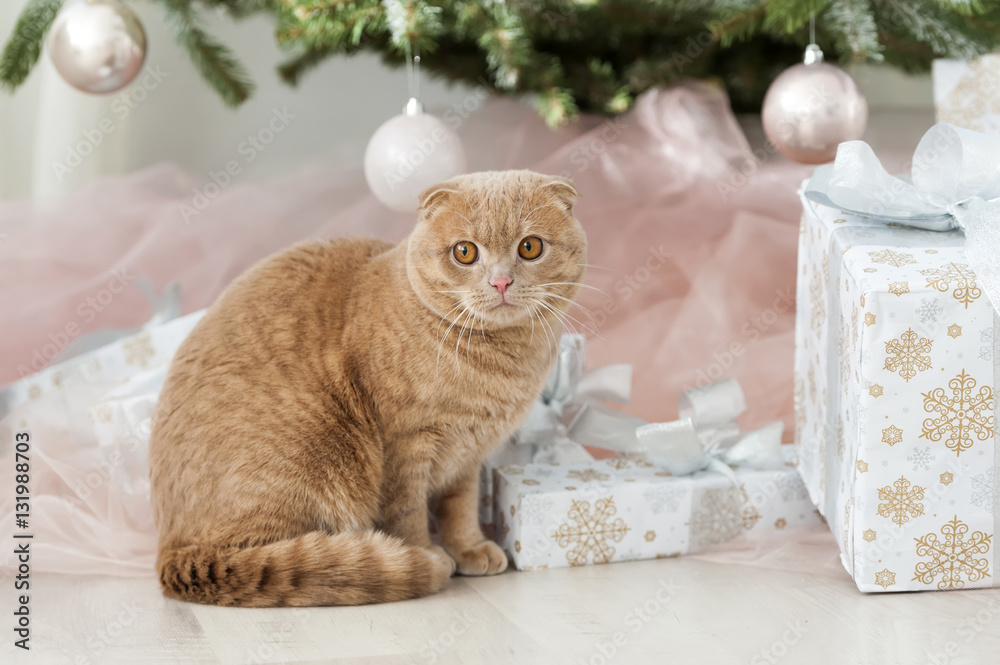 Cat with christmas tree and gift