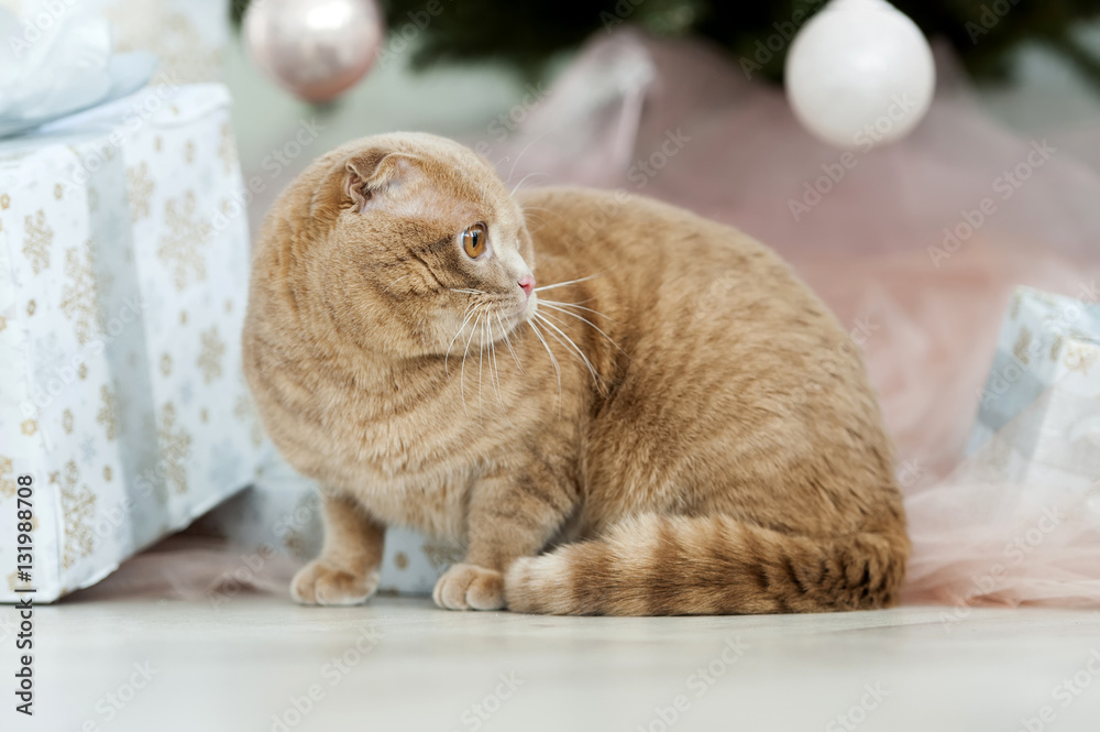 Cat with christmas tree and gift