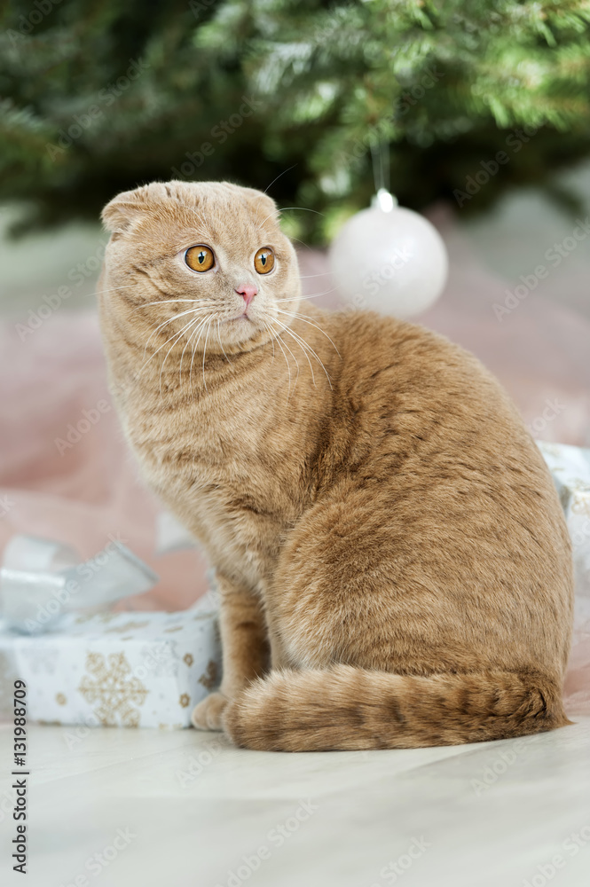 Cat with christmas tree and gift