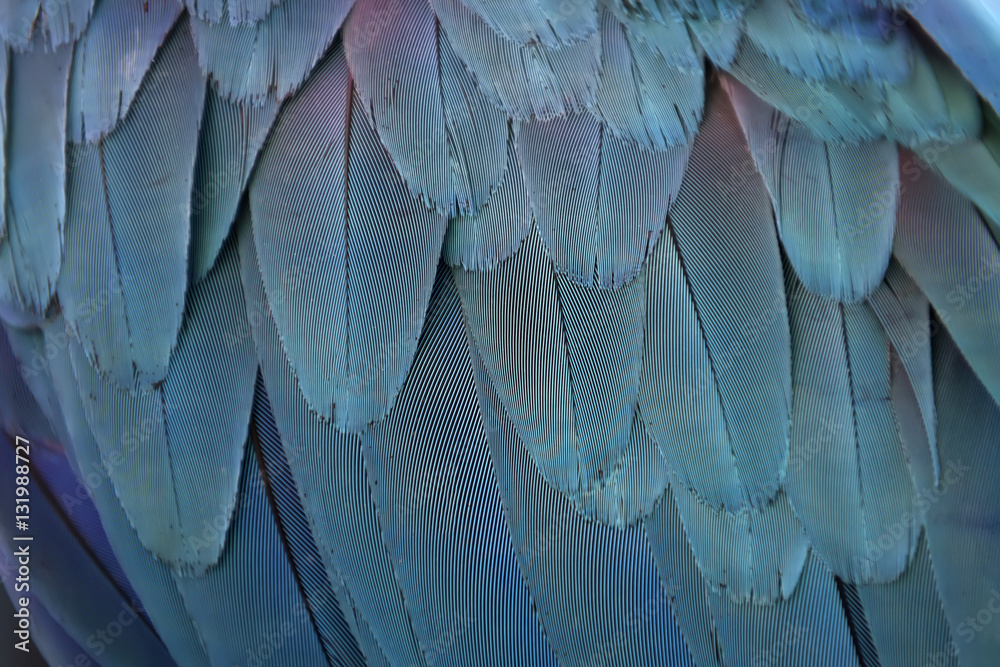 Colorful parrot feathers