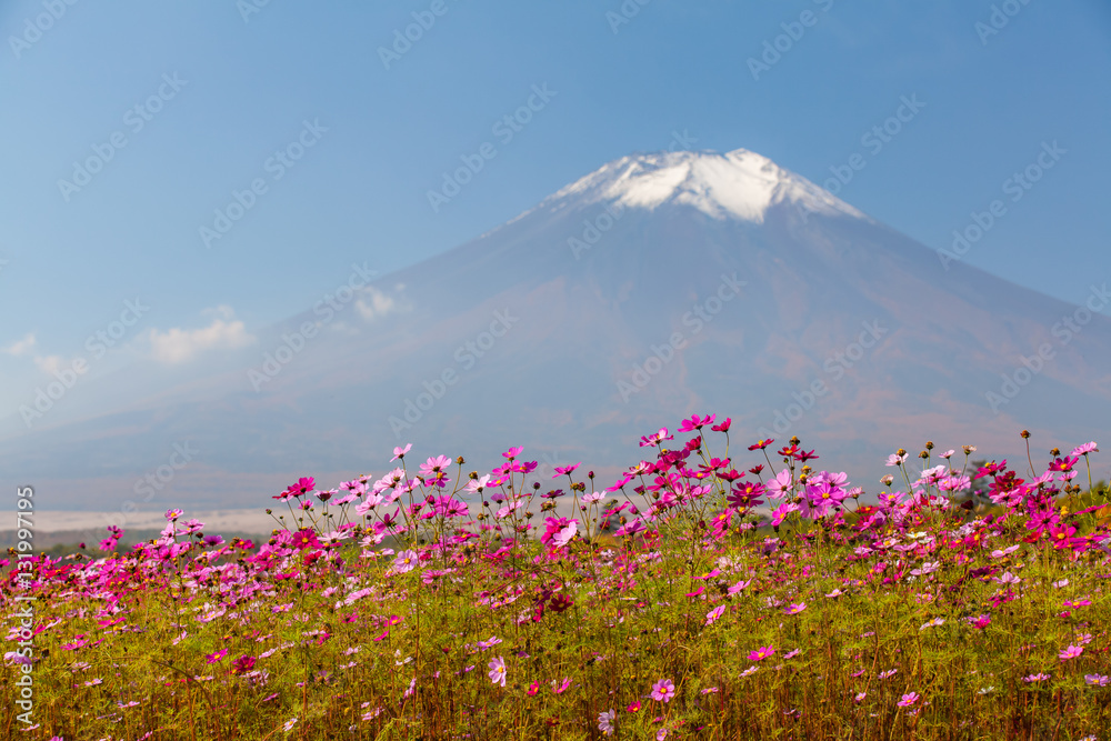 Yamanakako Hanano Miyako Koen秋季的宇宙花和富士山