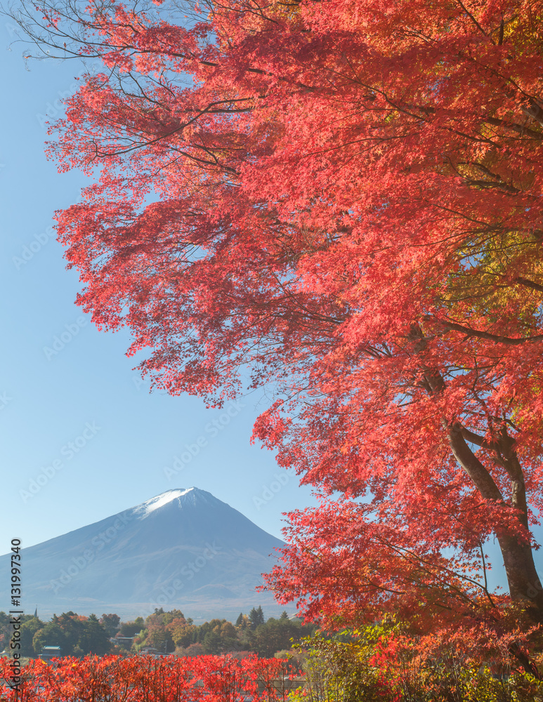 Red maple tree and Mountain Fuji at kawaguchiko lake in autumn season