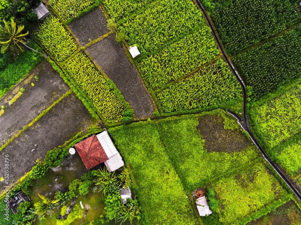 Aerial shot of rice fields of Bali island, Indonesia