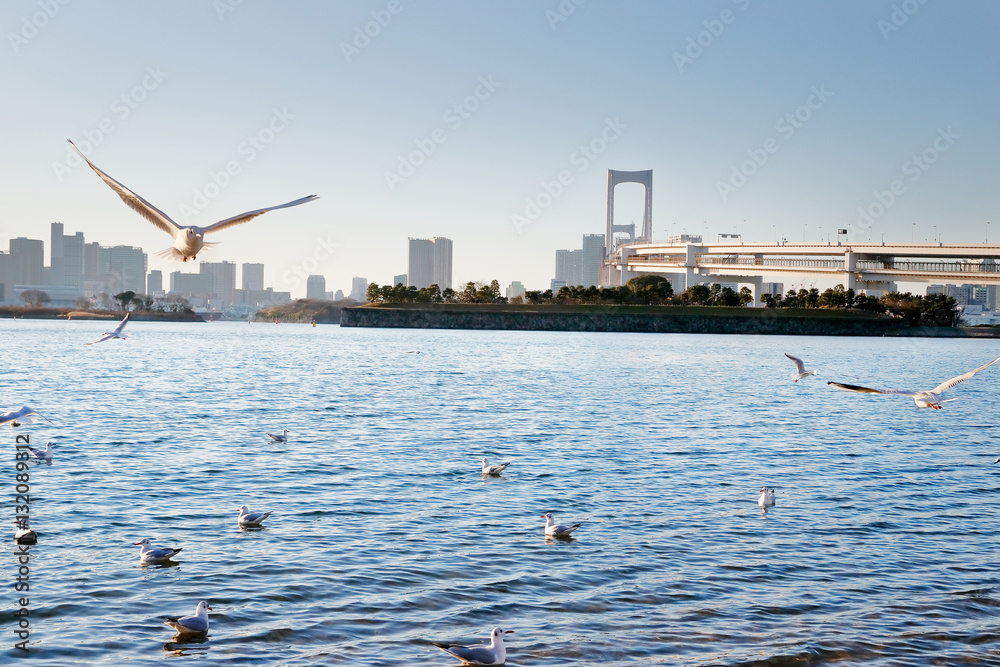 お台場のカモメ