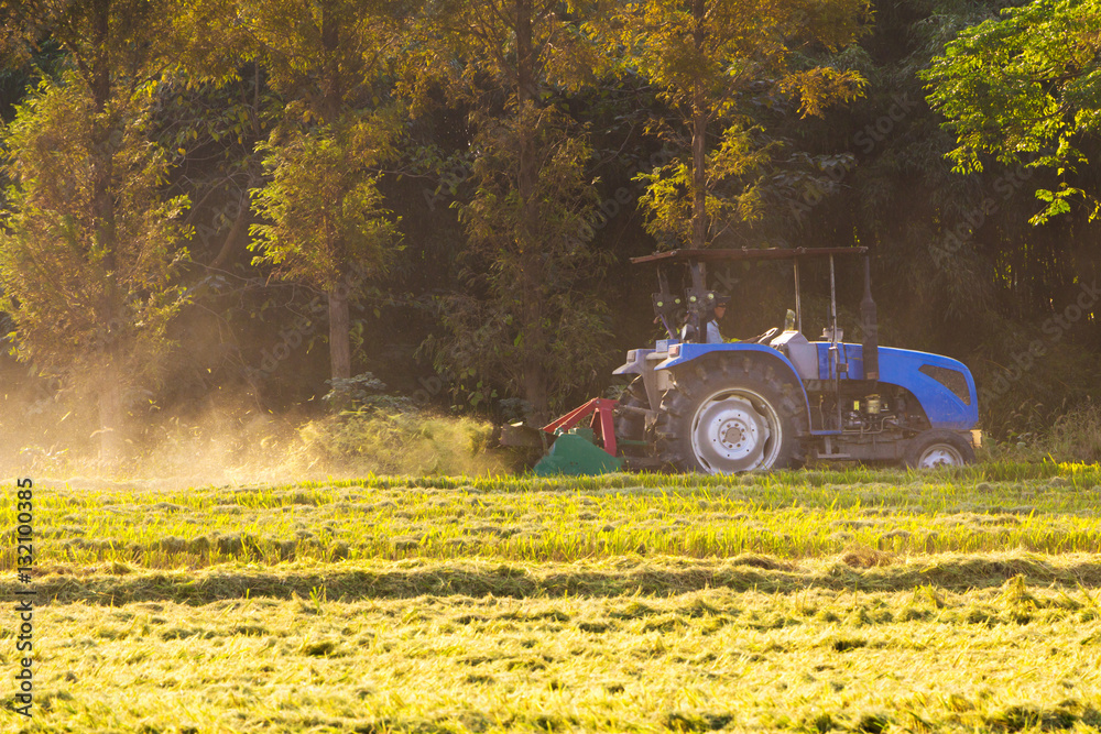 combine harvester working in ripe rice field near forest