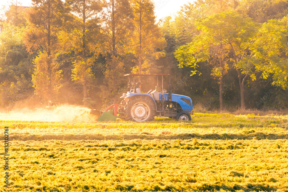 combine harvester working in ripe rice field near forest