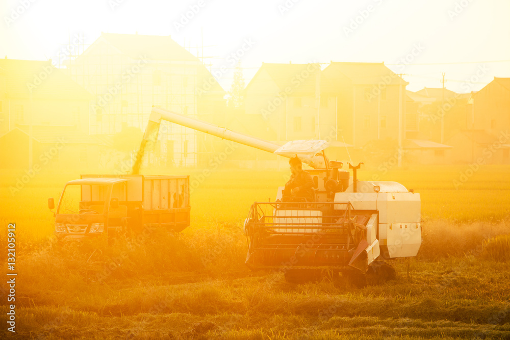 combine harvester working in ripe rice field near village