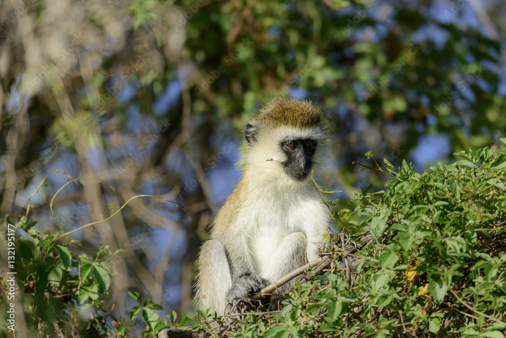 Vervet monkey (Chlorocebus pygerythrus). Lake Naivasha. Naivasha. Great Rift Valley. Kenya