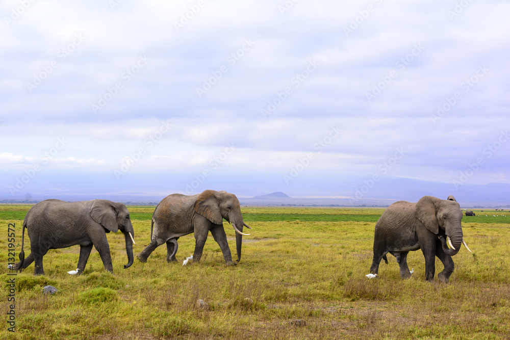 非洲灌木象或非洲象（Loxodonta africana）和牛白鹭（Bubulcus ibis）。Amb