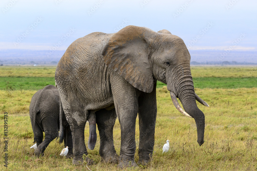 African bush elephant or African Elephant (Loxodonta africana) and cattle egret (Bubulcus ibis). Amb