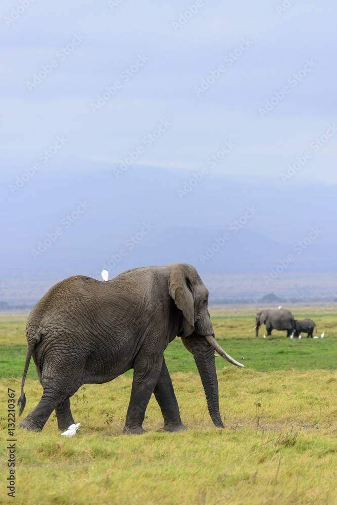 African bush elephant or African Elephant (Loxodonta africana) and cattle egret (Bubulcus ibis). Amb