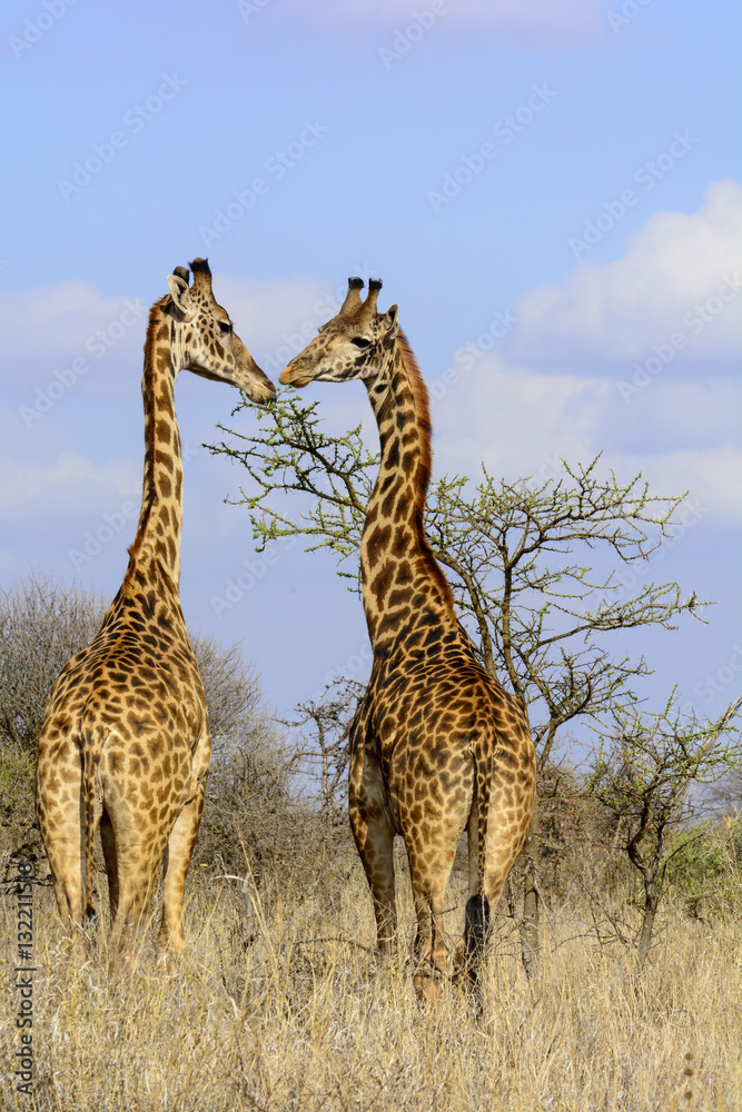 Masai giraffe also spelled Maasai giraffe, also called Kilimanjaro giraffe (Giraffa tippelskirchi). 