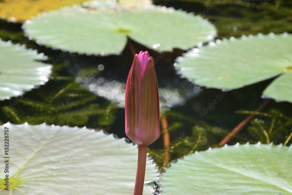 Lotus flower on a lake Phuket