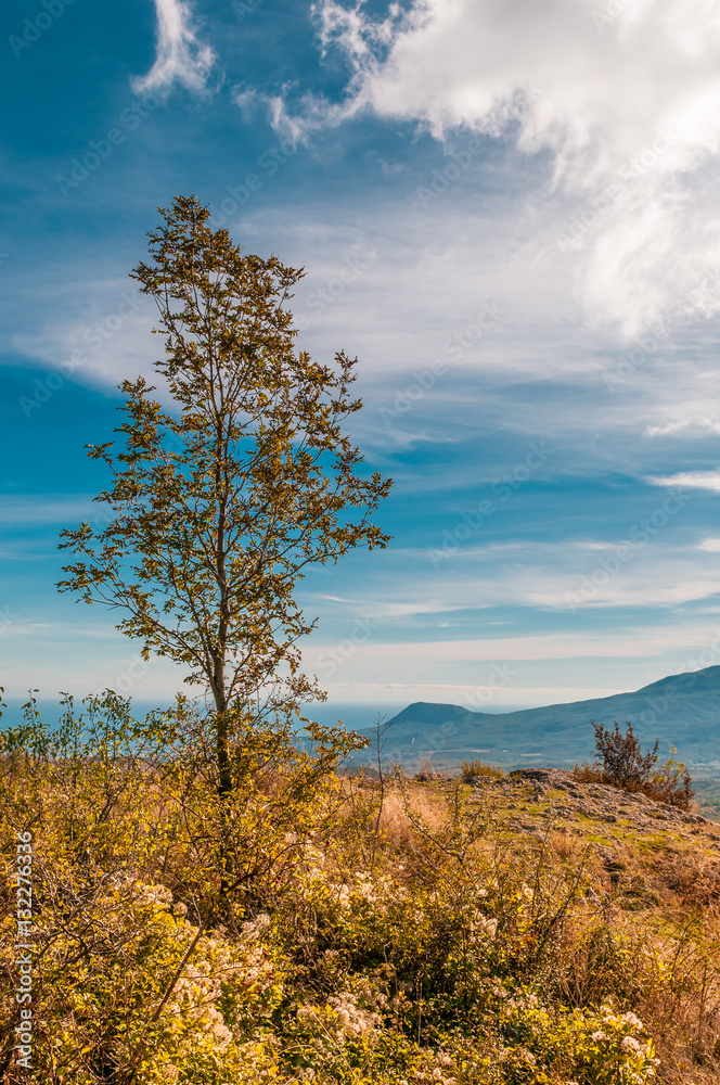 lonely tree in field with mountains background and blue sky