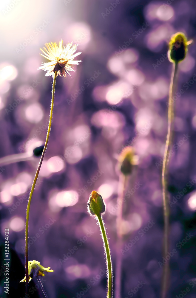 Close up grass flower on sunset , vintage retro color tone