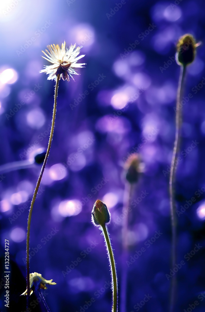 Close up grass flower on sunset , blue color tone