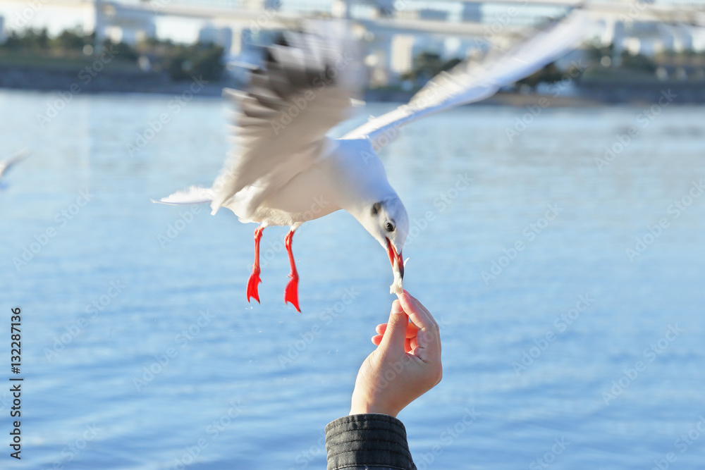 お台場のカモメ