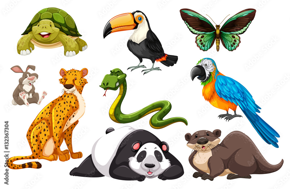 Different kinds of wild animals